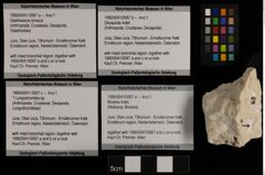 Foto (Objekt + Etiketten) von Bivalvia indet. (NHMW-GEO-1990-0041-0067d)